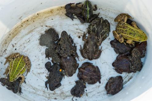 Knoblauchkröten, Rotbauchunken und Teichfrösche warten auf eine sichere Straßenüberquerung (Foto: Dirk Weis, Biosphärenreservatsverwaltung)